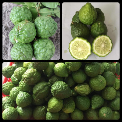 Tinh dầu Chanh tươi (Chanh Thái) 50ml Mộc Mây - tinh dầu thiên nhiên nguyên chất 100% - chất lượng và mùi hương vượt trội - Có kiểm định