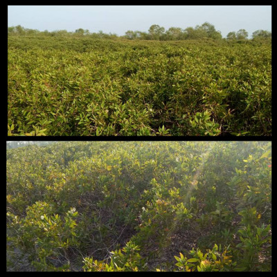 Tinh dầu Tràm Organic hữu cơ 100ml Mộc Mây - tinh dầu thiên nhiên nguyên chất 100% - dùng xông tắm ngừa cảm lạnh, giảm côn trùng cắn đốt cho Bé, Trẻ sơ sinh và Trẻ nhỏ | An toàn cho làn da nhạy cảm của Bé