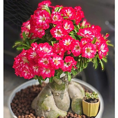 Hạt giống hoa sứ kép Thái Lan - Bịch 10 hạt – Mã số 1980