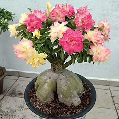 Hạt giống hoa sứ kép Thái Lan - Bịch 10 hạt – Mã số 2009