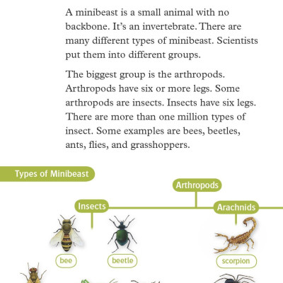 Oxford Read and Discover 3 Amazing Minibeasts
