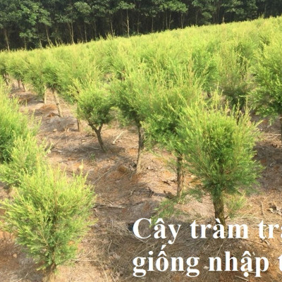 Tinh dầu Tràm Trà 100ml Mộc Mây - tinh dầu nguyên chất 100% từ thiên nhiên - chất lượng và mùi hương vượt trội