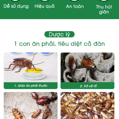 Combo 5 hộp viên diệt gián sinh học AMB, thuốc diệt gián Đức hiệu quả nhanh chóng, an toàn sức khỏe, hộp 8 viên